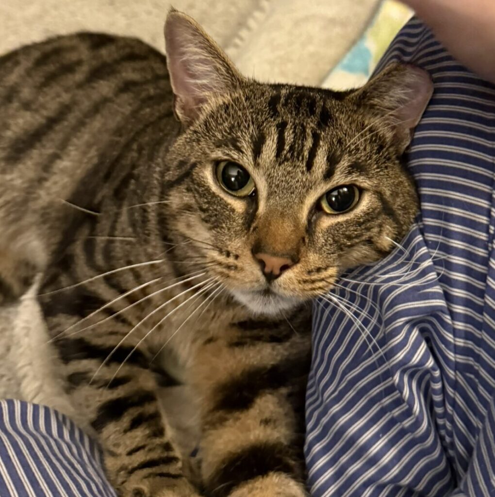 Brown tabby cat named Velaryon