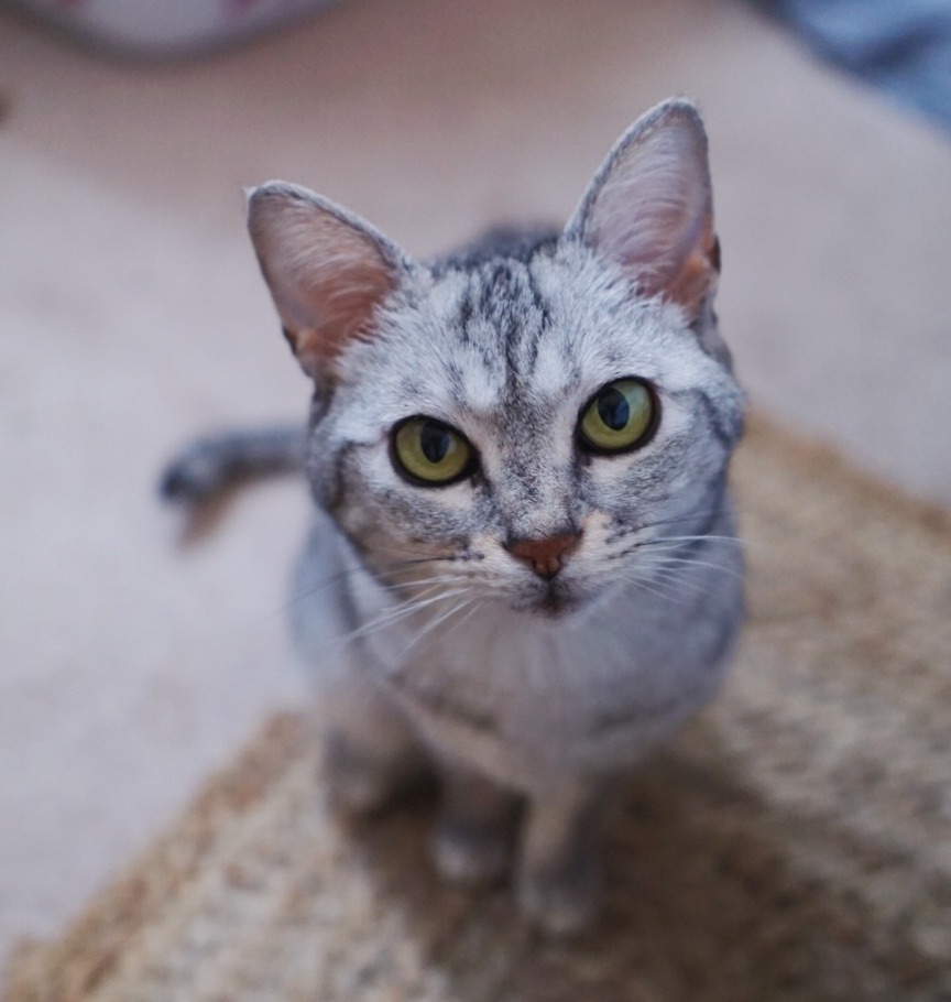 Grey tabby cat named Yoshi