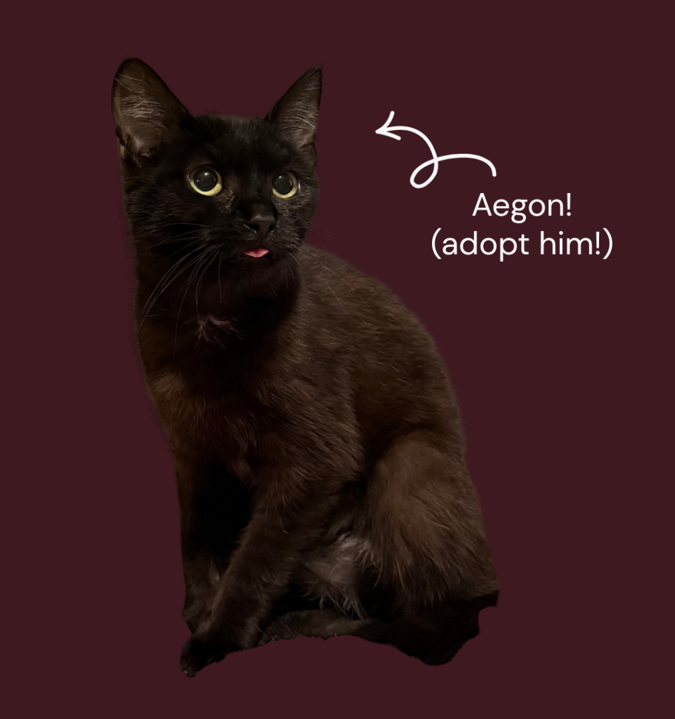 Black cat named Aegon