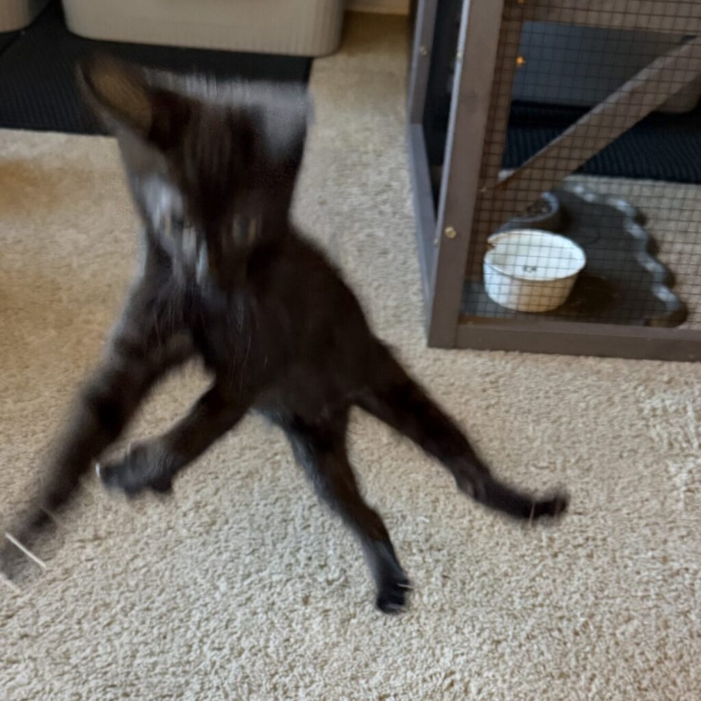 Black kitten jumping